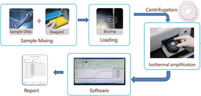 Rapid, accurate, and novel diagnostic technique for respiratory pathogens: Clinical application of loop-mediated isothermal amplification assay in older patients with pneumonia, a multicenter prospective observational study